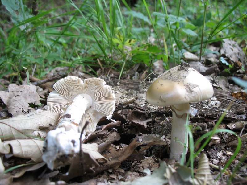 2006 amanita eliae